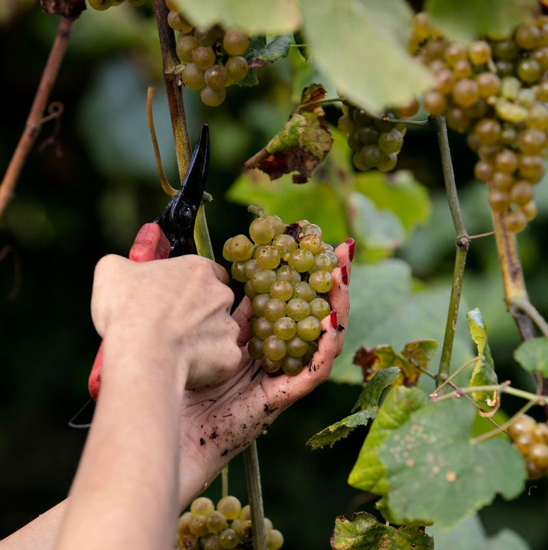 Programa-de-Vindima-Manta-de-Retalhos-800x800_2 Programa-de-Vindima-Manta-de-Retalhos